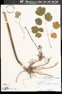 Thalictrum steeleanum image