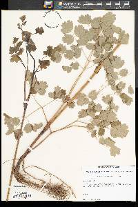 Thalictrum steeleanum image