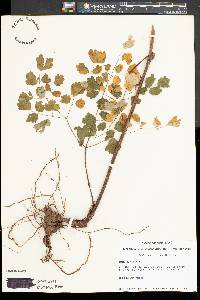 Thalictrum steeleanum image