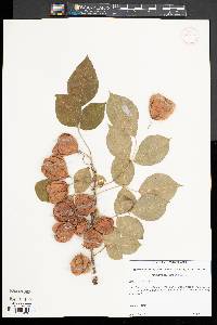 Staphylea trifolia image