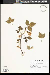 Staphylea trifolia image