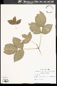 Staphylea trifolia image