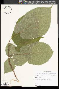 Tilia heterophylla image