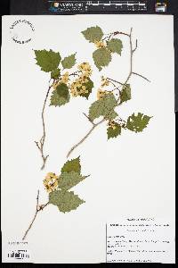 Crataegus iracunda image