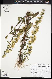 Solidago hispida image