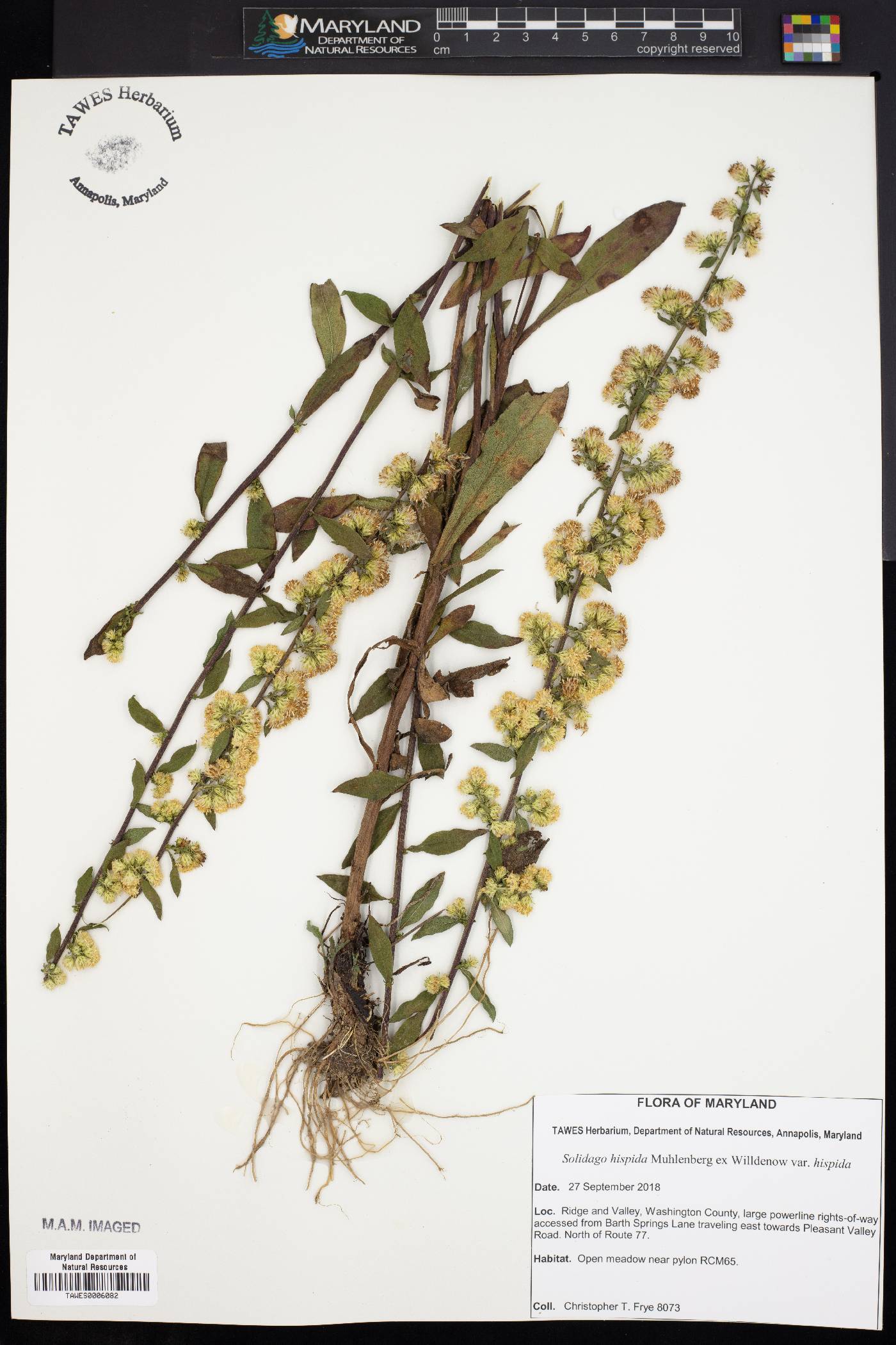 Solidago hispida var. hispida image