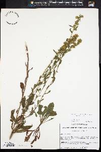 Solidago puberula image