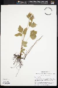 Rubus pubescens image