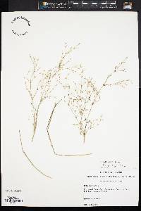 Juncus pelocarpus image