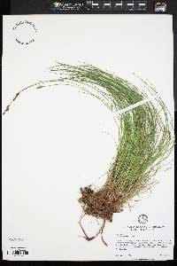 Carex pennsylvanica image