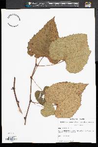 Vitis vulpina image