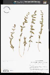 Scutellaria galericulata image