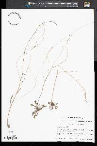 Draba ramosissima image