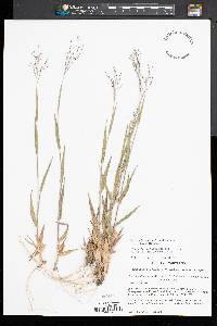 Dichanthelium ovale var. addisonii image