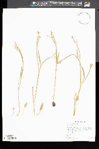 Ranunculus pusillus image