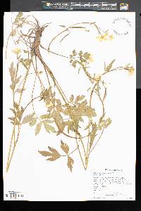 Ranunculus septentrionalis image