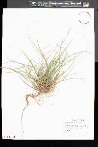Carex willdenowii image