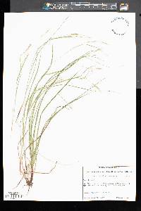 Carex debilis subsp. rudgei image