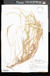 Urochloa texana image