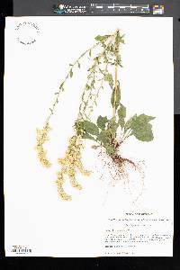 Solidago tarda image