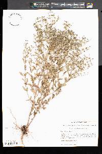 Trichostema dichotomum image