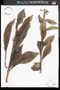 Solidago patula image