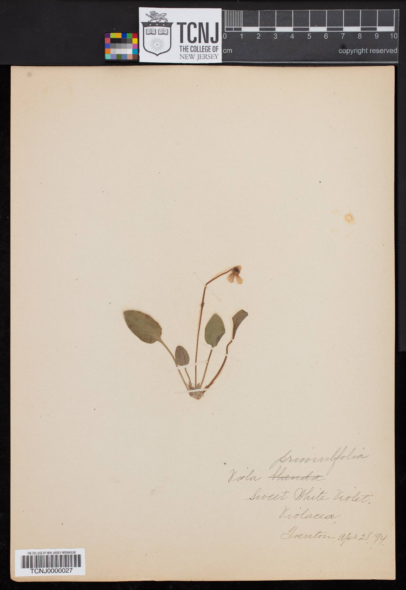 Viola prunifolia image