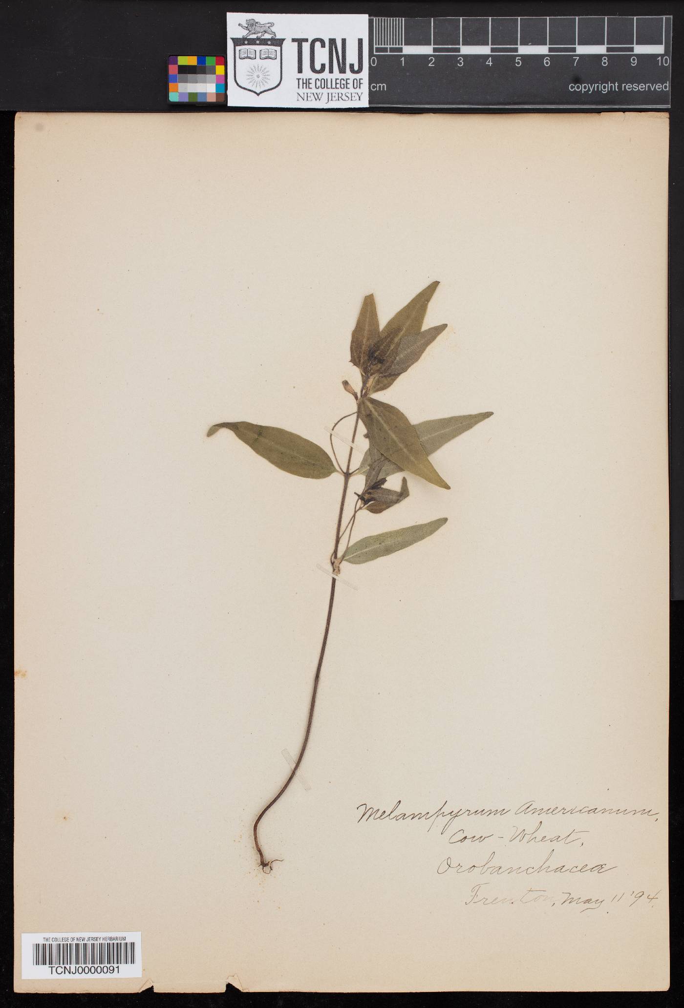 Melampyrum americanum image