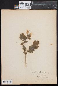 Chelidonium majus image