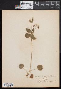 Image of Thaspium atropurpureum