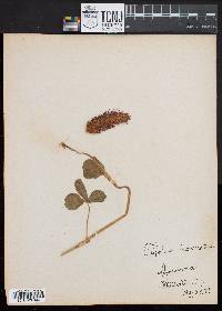 Trifolium incarnatum image