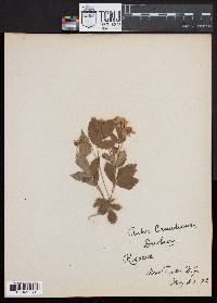 Rubus canadensis image