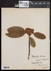 Magnolia glauca image