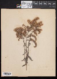 Solidago linoides image