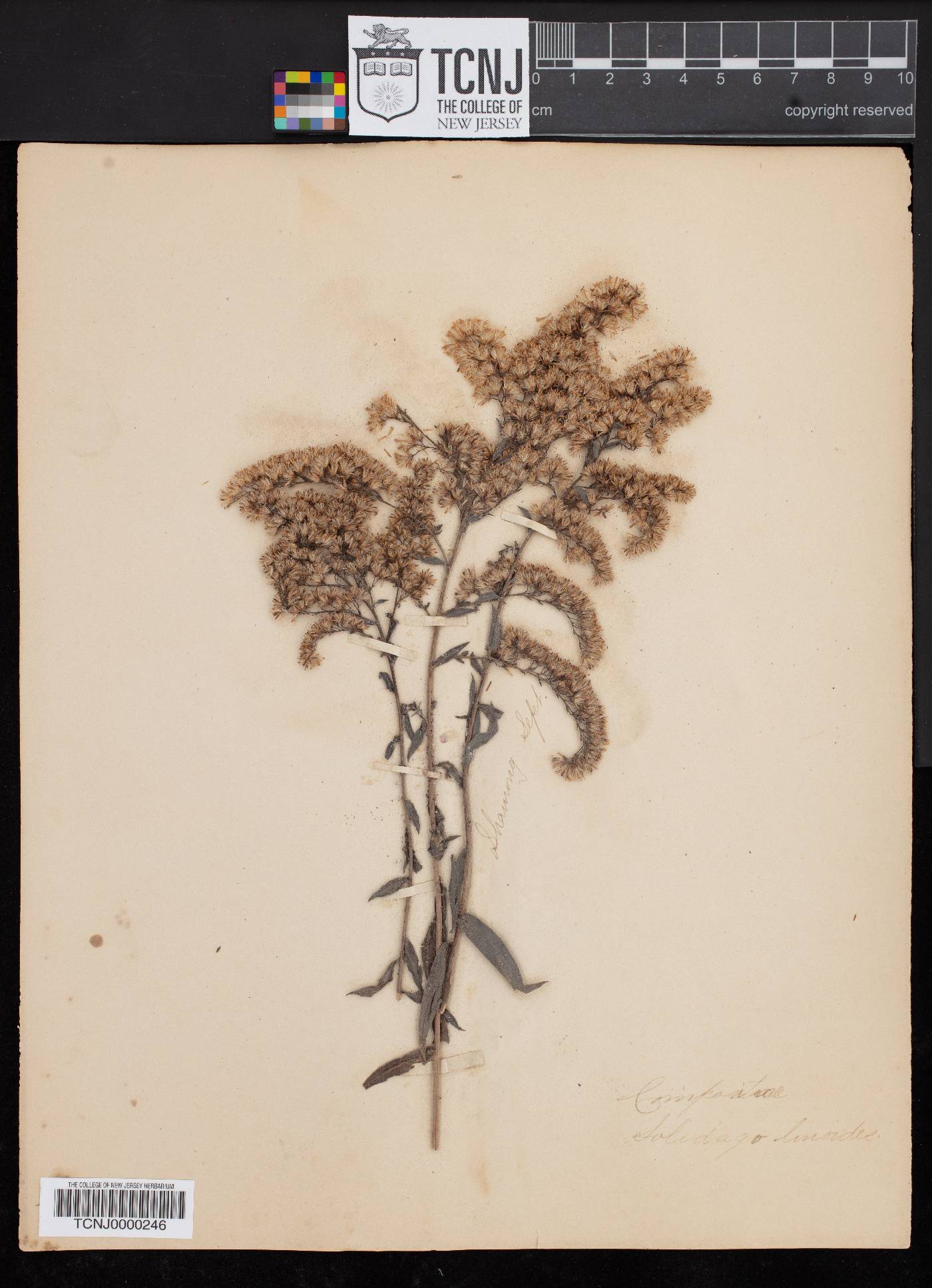 Solidago linoides image