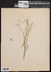 Image of Stellaria congestiflora