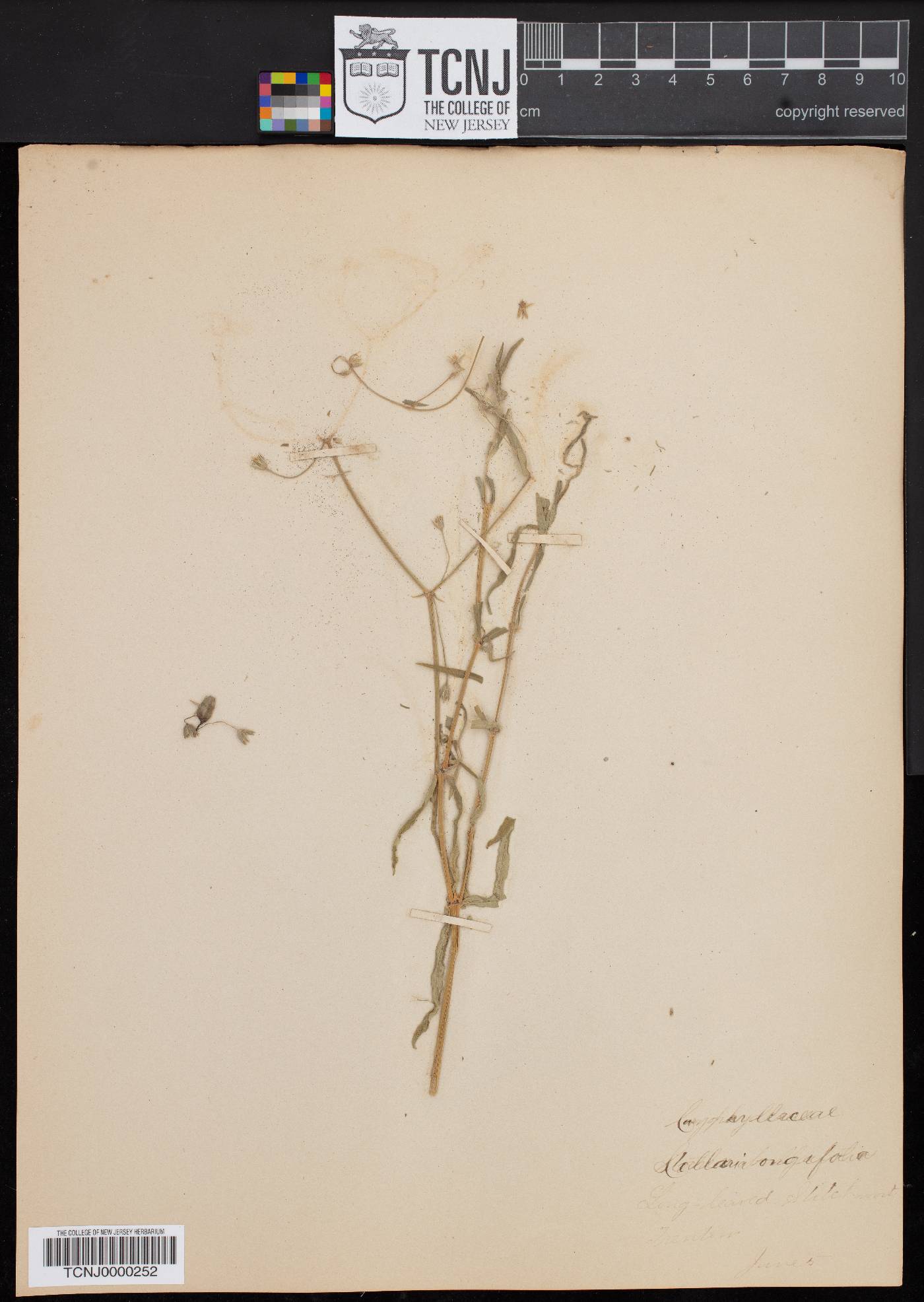 Stellaria congestiflora image