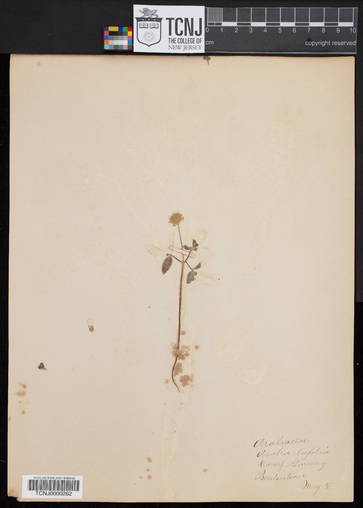 Aralia trifolia image
