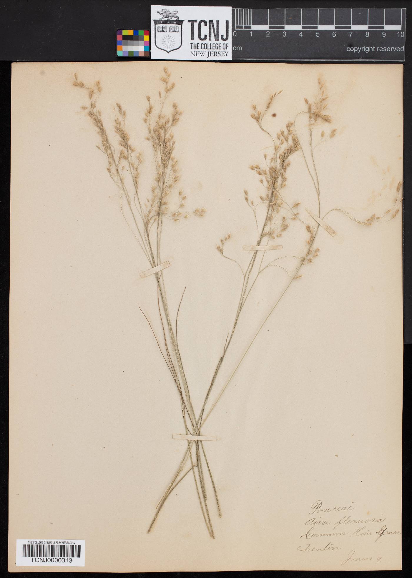 Aira flexuosa image