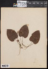 Smilax herbacea image