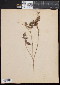 Chaerophyllum procumbens image