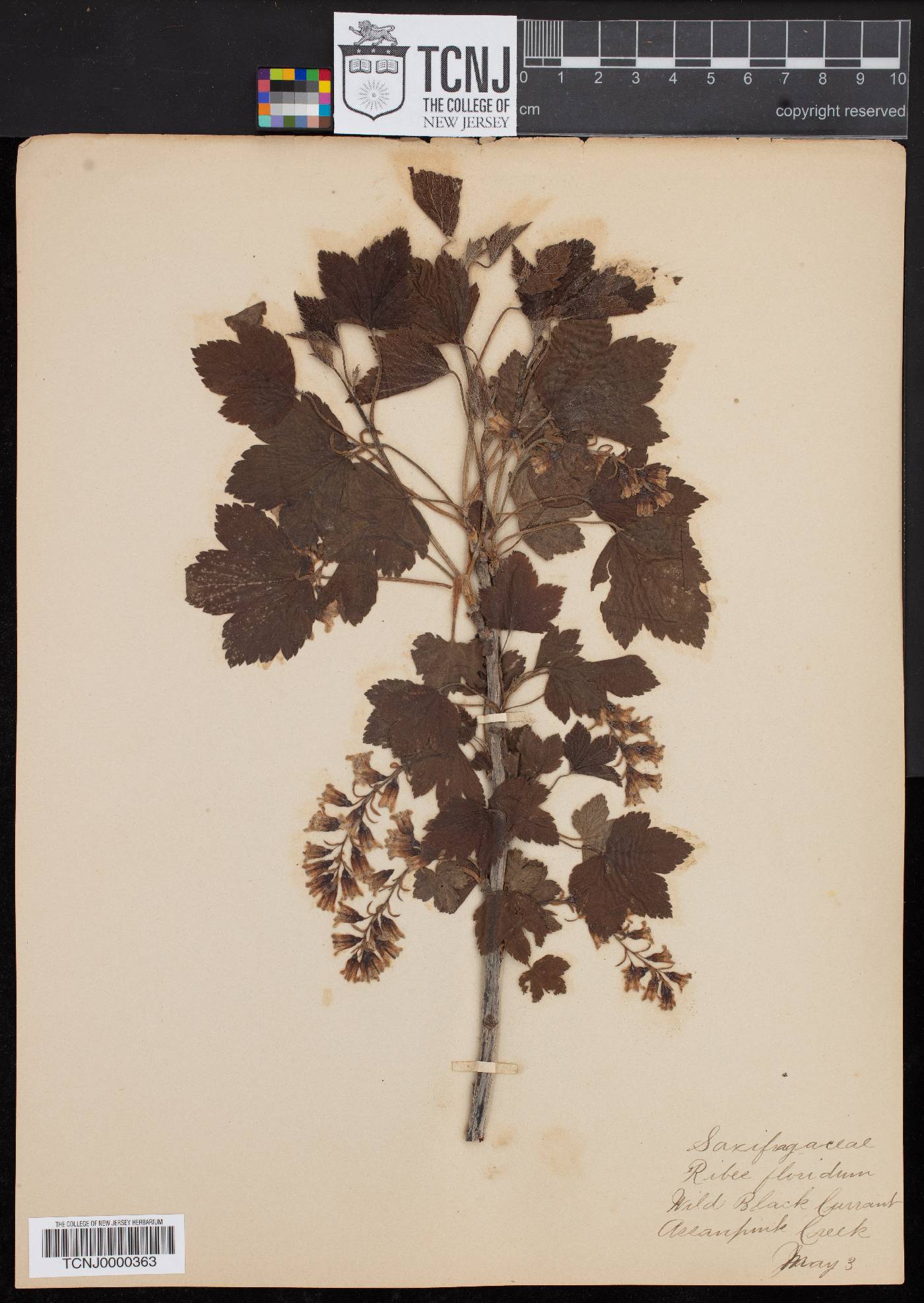 Ribes floridum image