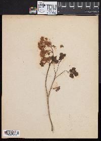 Thalictrum dioicum image