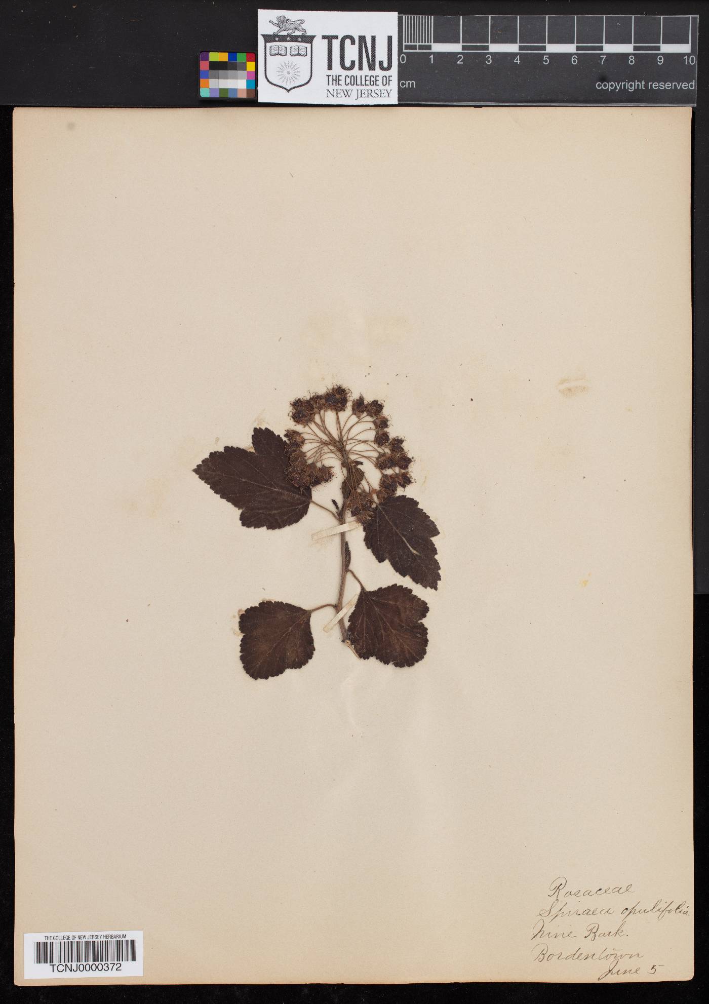 Spiraea opulifolia image