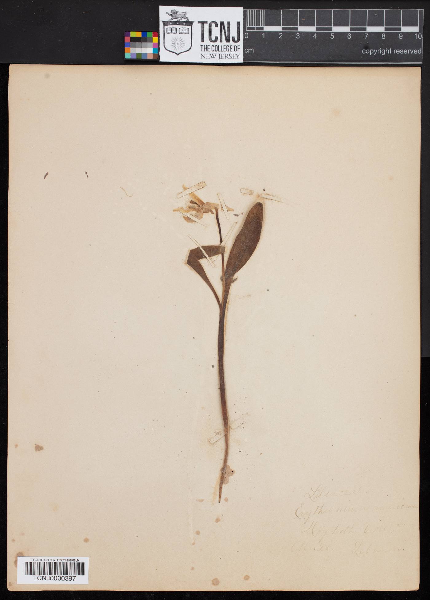 Erythronium caucasicum image
