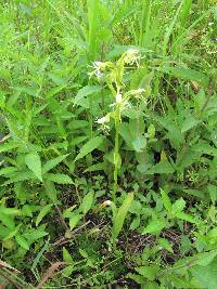 Platanthera lacera image