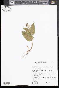 Maianthemum canadense image