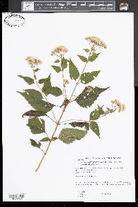 Ageratina altissima var. altissima image