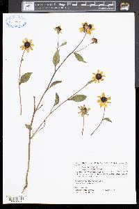 Rudbeckia triloba image