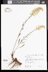 Solidago erecta image